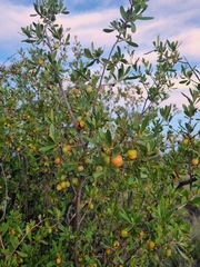Diospyros lycioides