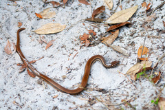 Coniophanes imperialis