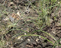 Dipcadi marlothii