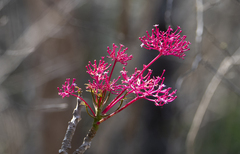 Vasconcellea parviflora