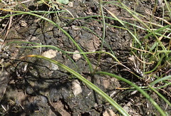 Dipcadi marlothii