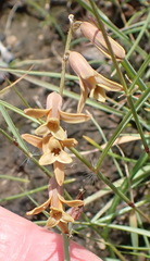 Dipcadi marlothii