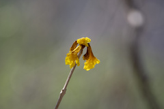 Handroanthus