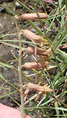 Dipcadi marlothii