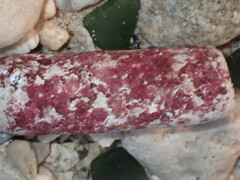 Homotrema rubrum