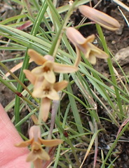 Dipcadi marlothii