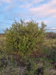 Diospyros lycioides