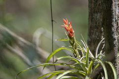 Guzmania monostachia