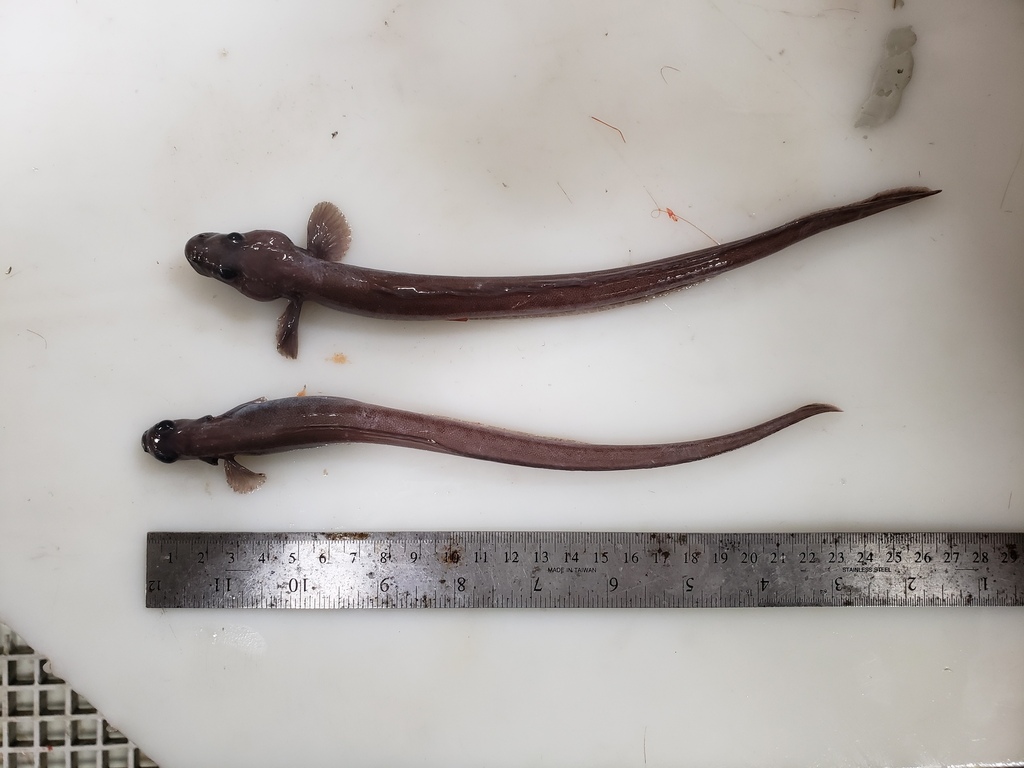 Common wolf eel (Lycenchelys paxillus) — Zoarcidae