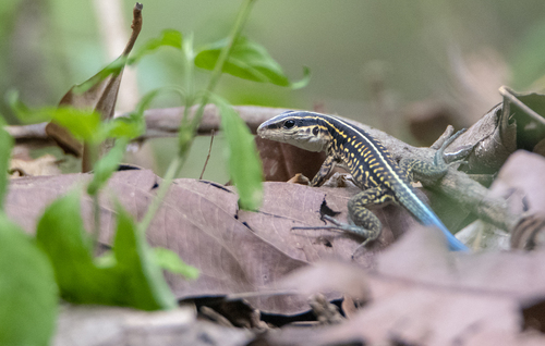 Seven-lined Ameiva, Holcosus septemlineatus