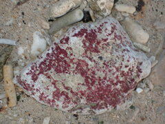 Homotrema rubrum