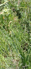 Albuca virens