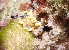 Ardeadoris tomsmithi