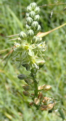 Albuca virens