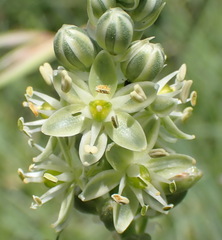 Albuca virens
