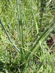 Albuca virens