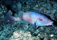 Parupeneus insularis