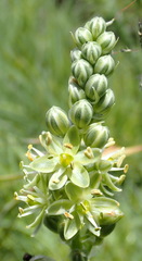 Albuca virens