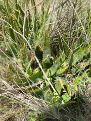 Aloe grandidentata