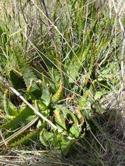Aloe grandidentata
