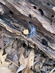 Trichoderma sulphureum