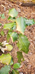 Elaeagnus pungens