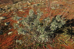 Lupinus albifrons