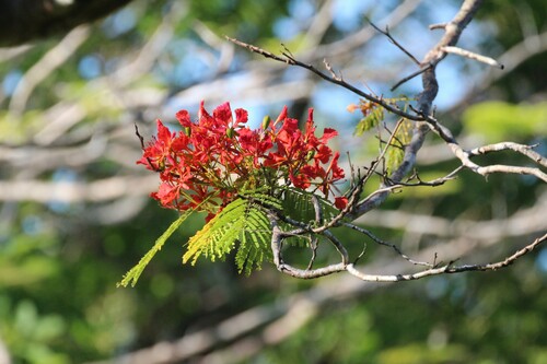 Delonix regia - Whole tree