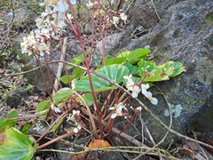 Begonia plebeja