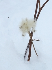 Anemone cylindrica