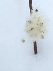 Anemone cylindrica