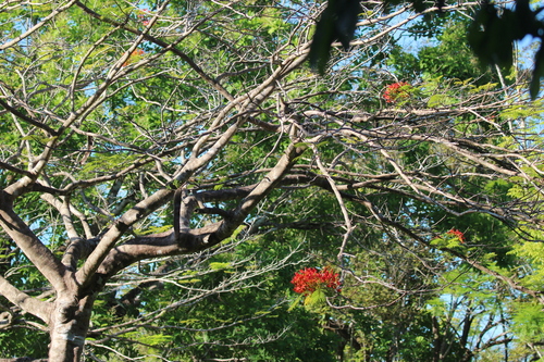 Delonix regia - Leaves