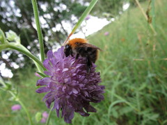 Bombus pascuorum