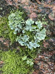 Hypotrachyna
