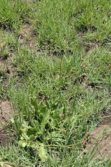 Senecio discodregeanus