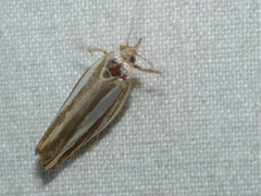 Catoryctis subparallela