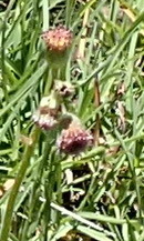 Senecio discodregeanus