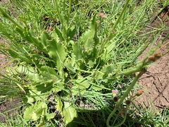 Senecio discodregeanus