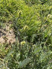 Astragalus trichopodus