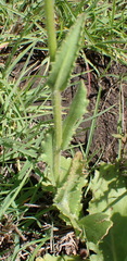 Senecio discodregeanus