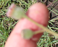 Senecio discodregeanus