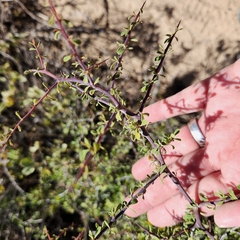 Condalia globosa