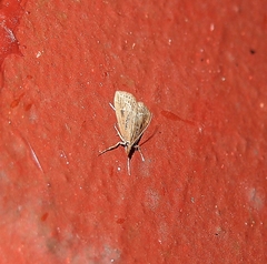 Eudonia octophora