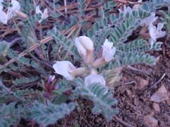 Astragalus parryi