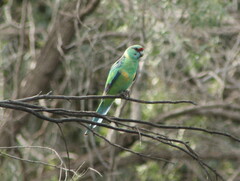 Barnardius zonarius barnardi