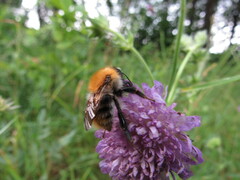 Bombus pascuorum