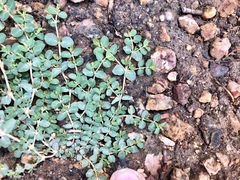 Euphorbia serpens