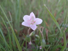 Claytonia rosea
