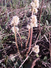 Micranthes rhomboidea