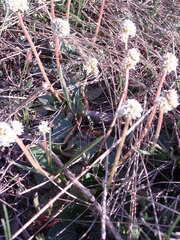 Micranthes rhomboidea